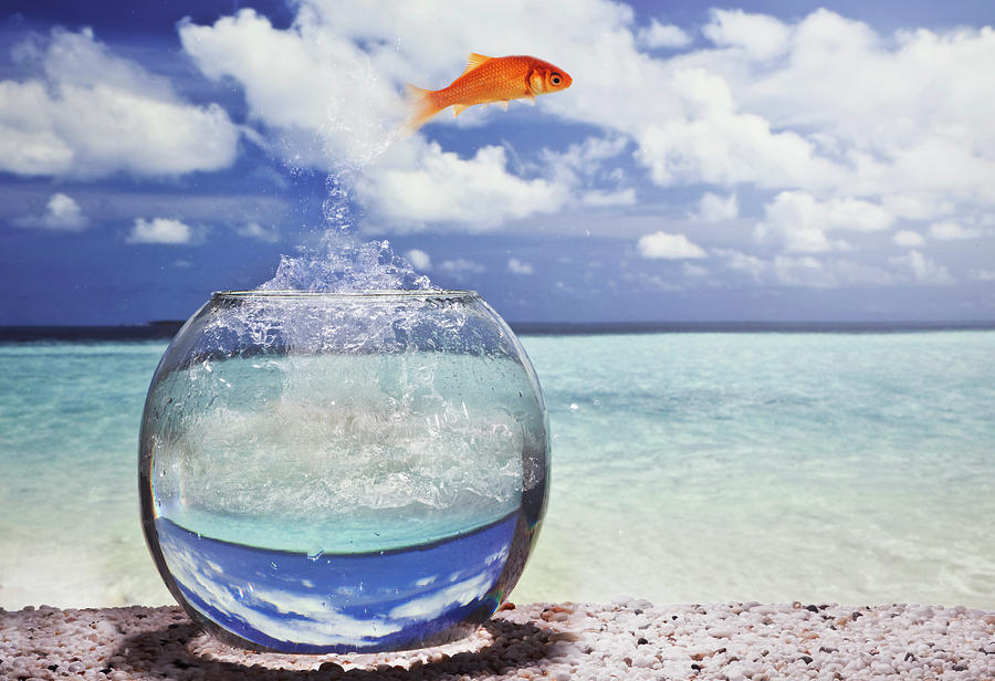 goldfish-diving-into-ocean-buena-vista-images